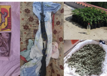 Kapet fieraku me karabinë, kishte kultivuar kanabis në vazo lulesh në Fier