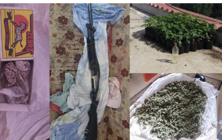 Kapet fieraku me karabinë, kishte kultivuar kanabis në vazo lulesh në Fier
