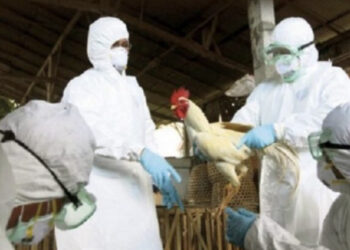 Gripi i shpendëve zyrtarisht në Shqipëri, tre vatrat