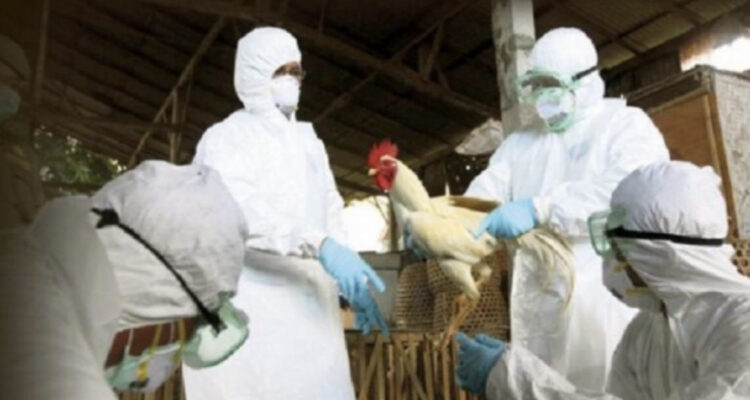 Gripi i shpendëve zyrtarisht në Shqipëri, tre vatrat