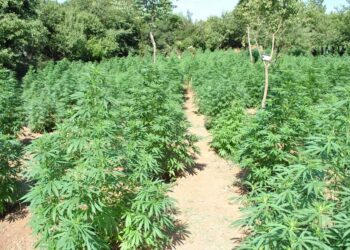 Raporti OKB për drogat 2021: Shqipëria e para në Europë për kanabisin, ia kalon Spanjës e Holandës