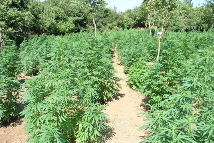 Raporti OKB për drogat 2021: Shqipëria e para në Europë për kanabisin, ia kalon Spanjës e Holandës