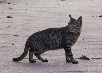 Greqi/ 80-vjeçari gjobitet 30 mijë euro pasi vrau dhe hodhi në plehra macen e tij