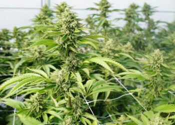 Një tjetër vend dekriminalizon përdorimin e marijuanës