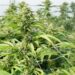 Një tjetër vend dekriminalizon përdorimin e marijuanës