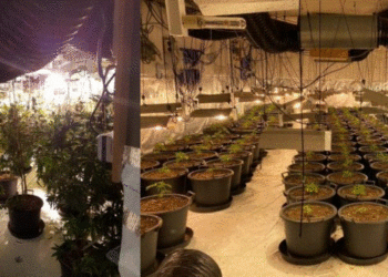 EMRI/ Mori vilën dhe kultivoi kanabis, arrestohet shqiptari në Britaninë e Madhe, tentoi të korruptonte policinë