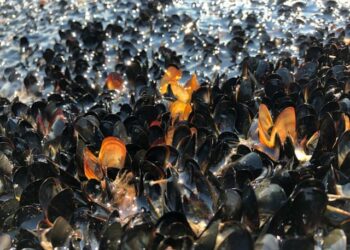 I nxehti ekstrem në Kanada/ Ekspertët paralajmërojnë: Po shkatërrohet jeta detare