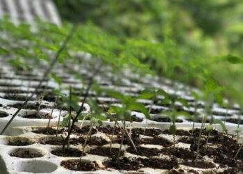 Sekuestrohen 6.5 kg drogë në Fier, arrestohen babë e bir. Policia jep detaje