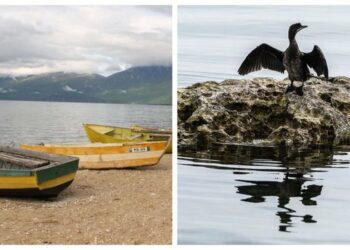 BBC jehonë liqenit të Ohrit: Peshkatarët në luftë me nevojën për të shpëtuar koranin!