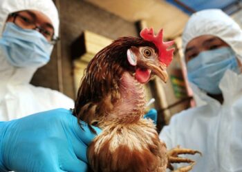 Kosova mposht Gripin e Shpendëve, nga sot të gjithë fermerët janë të lirë të tregtojnë lirshëm