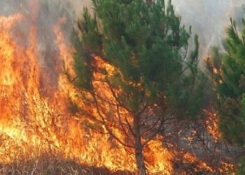 Zjarre në Shkodër e Mirditë/ Flakët të qëllimshme, arrestohet një person për zjarrvënie