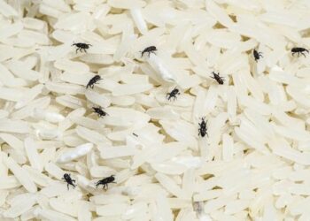 Si të largoni Insektet dhe fluturat e ushqimit në vetëm disa hapa