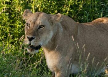 E rëndë!/ Luanët vrasin tre fëmijë në Tanzaninë veriore