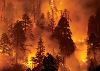 Flakët prekin botën mbarë, 1 milion hektarë tokë të përfshira nga zjarri: 222 vatra në një zonë