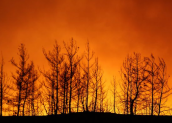 Vatrat e zjarreve në Turqi, shkon në 8 numri i viktimave, evakuohen dhjetëra qytetarë e turistë