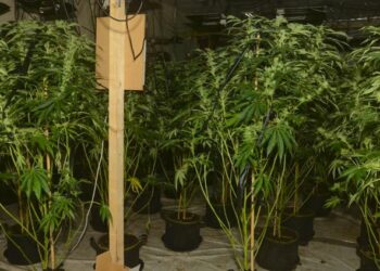 Arrestohet shqiptari në Britani, u gjet brenda “shtëpisë së barit” me vlerë 1 mln paund