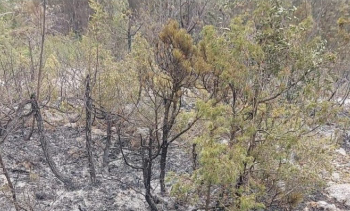 Era riaktivizon zjarrin në Kepin e Rodonit, vatër edhe në Qerret
