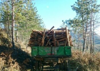 Lejuan prerjen e pyjeve në Dibër, nën hetim dy specialistë