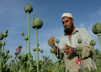 Gazetari italian: Talebanët janë trafikantë droge, 90% e heroinës botërore prodhohet në Afganistan