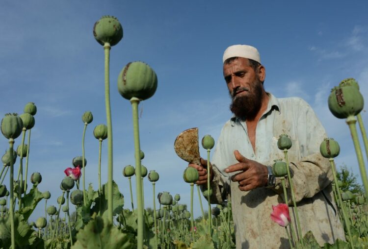 Gazetari italian: Talebanët janë trafikantë droge, 90% e heroinës botërore prodhohet në Afganistan