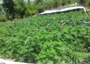 Vlorë/ Operacioni anti-drogë vë në pranga kryeplakun e Kaninës dhe zyrtarin e OSHEE-së