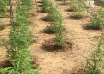 Kultivonte lëndë narkotike, arrestohet 19-vjeçari në Bulqizë