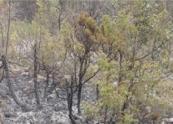 Nuk kanë fund vatrat e reja/ Zjarr në Parkun Kombëtar të Thethit