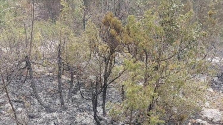 Nuk kanë fund vatrat e reja/ Zjarr në Parkun Kombëtar të Thethit