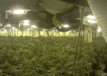 Policia arreston në shtëpi 2 shqiptarët në Britani, kujdeseshin për drogën me vlerë 1 mln euro (EMRAT)