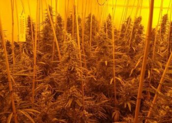 Me 500 bimë kanabisi në një shtëpi bari në Britani, arrestohet shqiptari: Shkova për t’i korrur