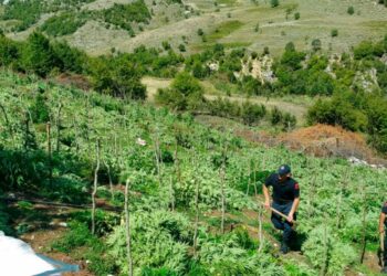Mbolli kanabis në bjeshkët e Tropojës, arrestohet 30-vjeçari