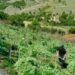 Mbolli kanabis në bjeshkët e Tropojës, arrestohet 30-vjeçari