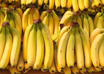 Importet e frutave e bananeve nga Ekuadori janë dyfishuar që nga 2015-a, “rikthehet” dhe Kolumbia