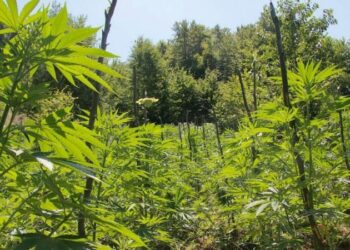 E rëndë/ Vritet nënkomisari në Lezhë, u qëllua në parcelat me kanabis (EMRI)