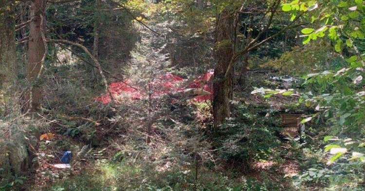 Rrëzohet avioni në SHBA, vdesin të tre personat në bord