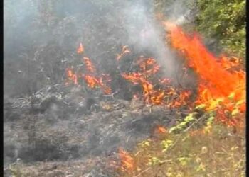 Arrestohet 37-vjeçari në Tiranë pasi i vuri flakën një sipërfaqeje me shkurre, por dogji gjithë kodrën