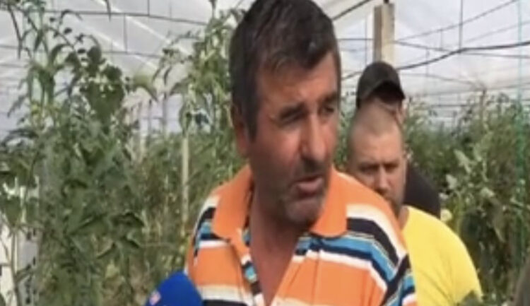 Protesta për fidanët/ Fermerët në Fier hedhin prodhimet në rrugë: Ministria të na dëgjojë