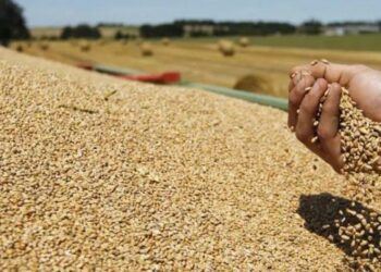 Çmimi i grurit të zhdoganuar rritet edhe 6%/ Si do të reflektohet në tregun vendas