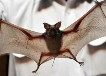 Virusi Nipah, një kërcënim i ri pandemik