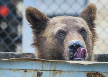 Rumunët nuk dalin nga shtëpitë: Arinjtë kanë “pushtuar” qytetet