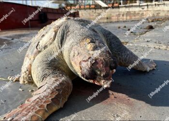 Dallgët e forta në Durrës nxjerrin në breg breshkën e ngordhur të llojit ‘Kareta kareta’