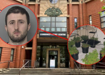 Me më shumë se 1000 rrënjë kanabisi në banesë, kapet emigranti shqiptar në Angli