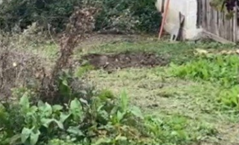 FOTO/ E vrau me lopatë pas koke, ja vendi ku e kishte groposur fëmijën 8-vjeçar