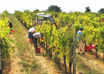 Sindikata e Fermerëve kundër paketës fiskale: Të mbjellat kanë rënë me 30%, kërkesat për të nxitur prodhimin vendas