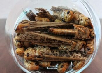 Do të hamë insekte në vend të mishit? BE-ja jep lejen për konsumim