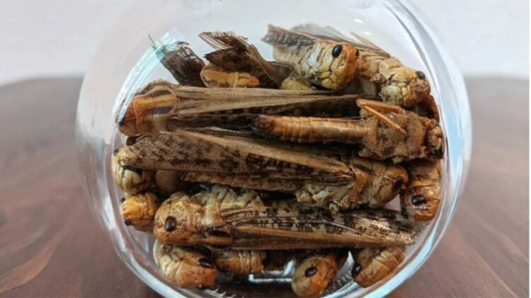 Do të hamë insekte në vend të mishit? BE-ja jep lejen për konsumim