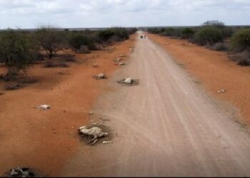 Pamje dramatike, qindra kafshë të ngordhura në rrugë, thatësira sjell pasoja shkatërrimtare në Afrikë