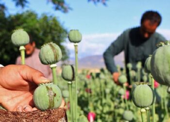 Afganistani prodhon 80% të opiumit në botë! Varësia nga droga më e theksuar në zonat rurale