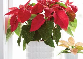 Pse duhet ta keni në shtëpi lulen e Krishtlindjeve, 10 fakte që ju bindin