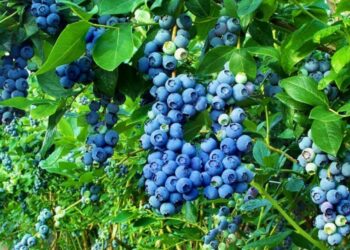 Bimët medicinale, boronica dhe dëllinja më të preferuarat në tregje, rritet tendenca për vajrat esencialë